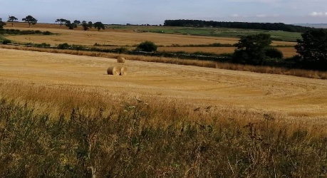 Tractor in a field - credit unknown